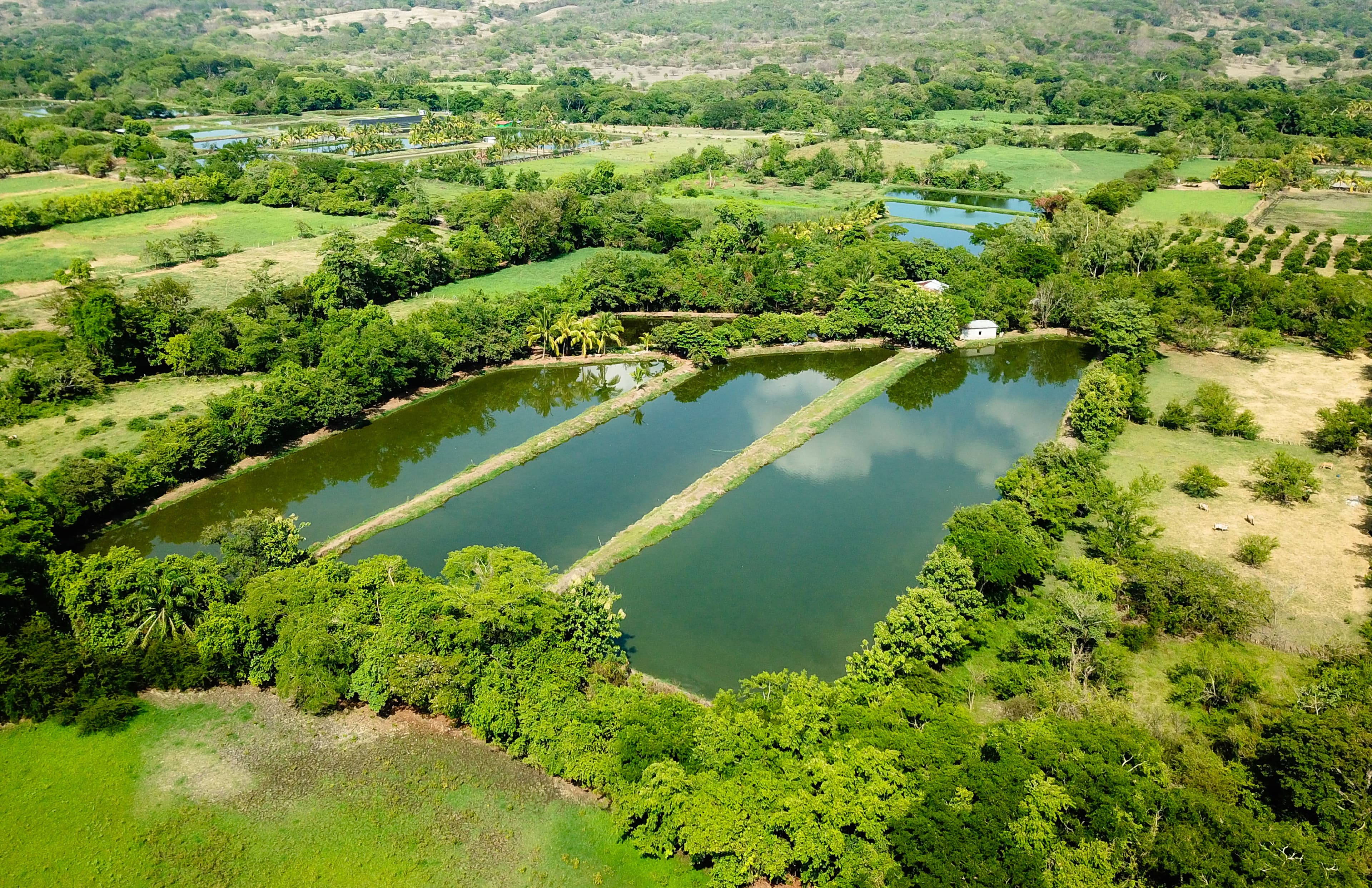 Pesca y Acuicultura Sostenible
