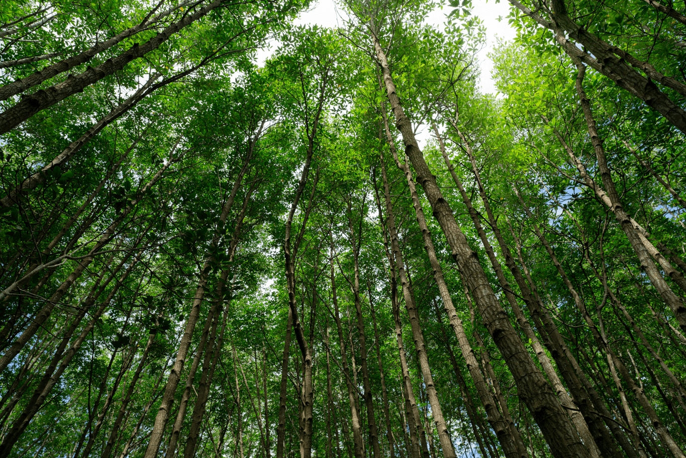 Sistema de Gestión Ambiental y Social (SGAS)