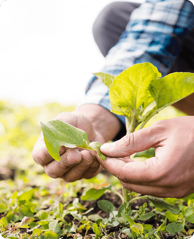 Mecanismo de quejas y reclamos (A&S)
