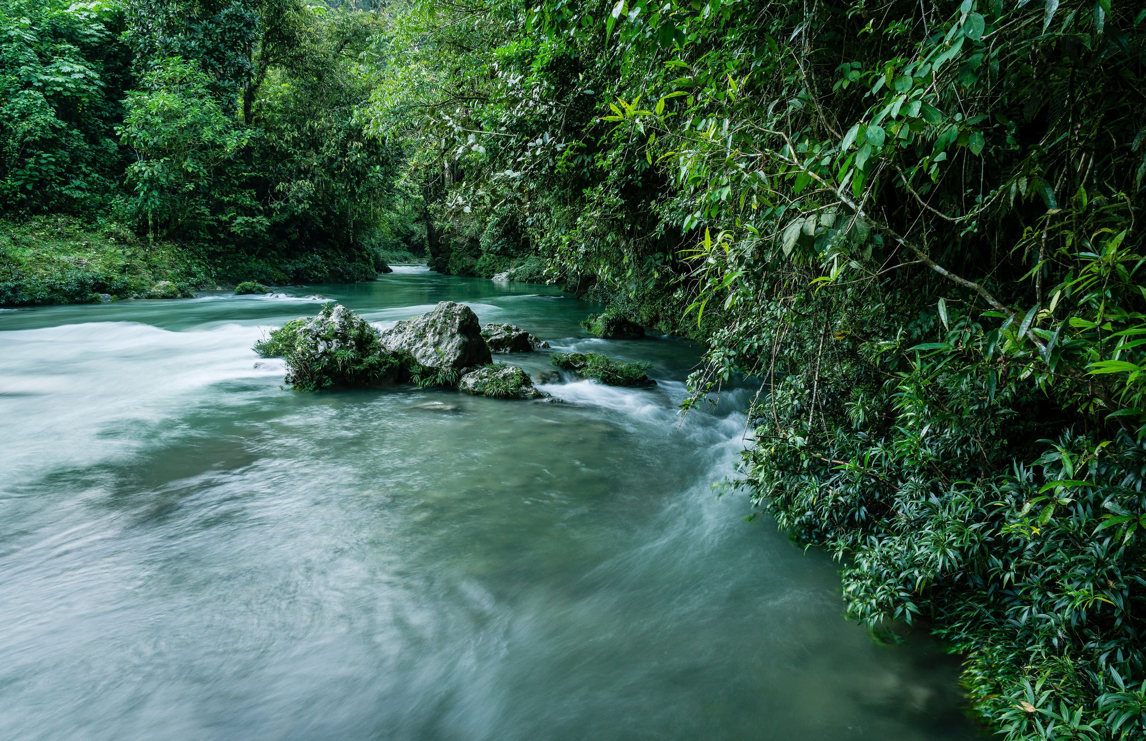 Manejo Forestal Sostenible