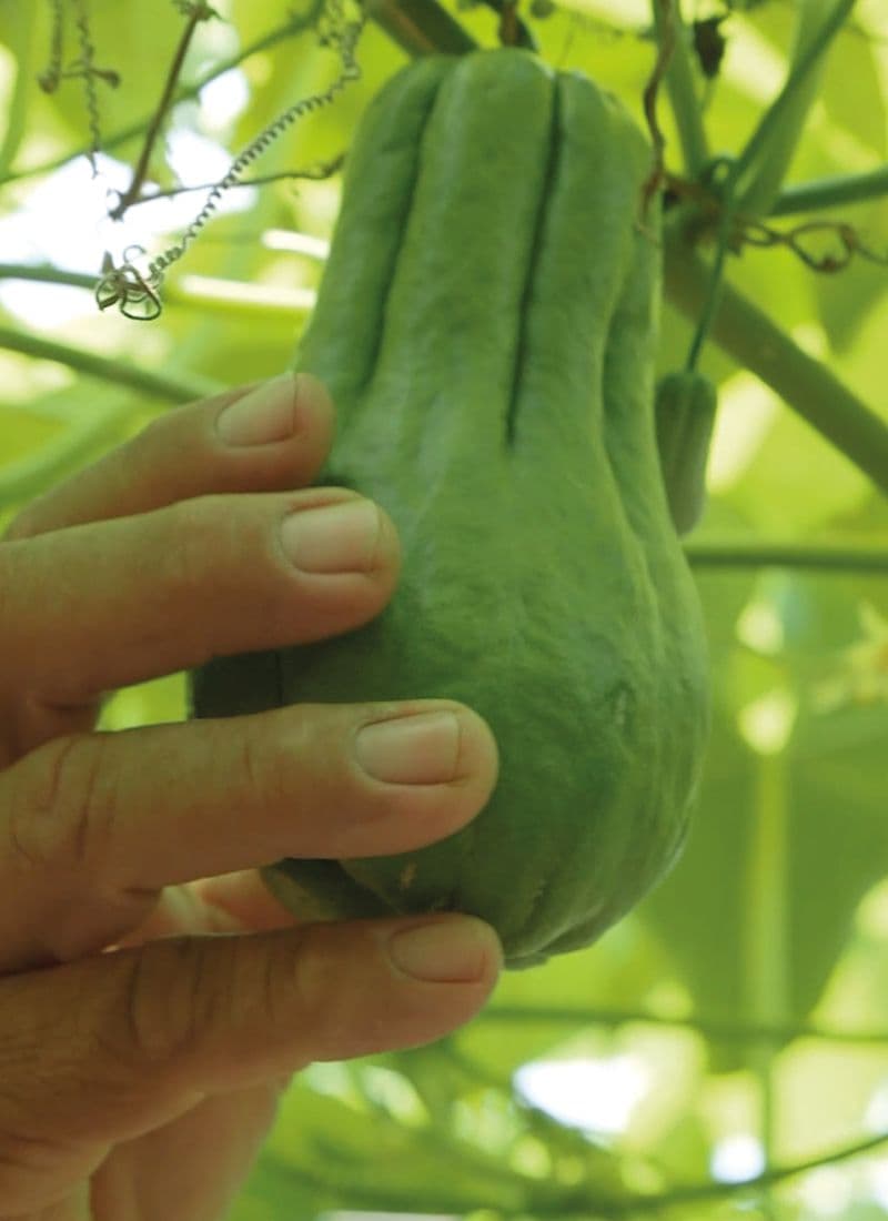 Agricultura Orgánica